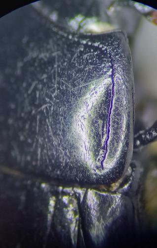 Margarinotus ignobilis